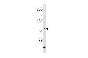 Western blot analysis of hRET-G28 (ABIN392040 and ABIN2841808) in MCF7 cell line lysates (35 μg/lane). (Ret Proto-Oncogene 抗体  (N-Term))