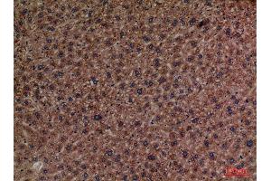Immunohistochemistry (IHC) analysis of paraffin-embedded Mouse Liver, antibody was diluted at 1:100. (PCK1 抗体  (Internal Region))