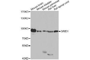 Western blot analysis of extracts of various cell lines, using GRID1 antibody (ABIN5974885) at 1/1000 dilution. (GRID1 抗体)