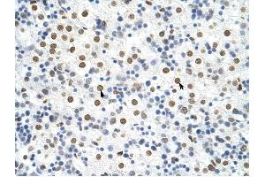HNRPA3 antibody was used for immunohistochemistry at a concentration of 4-8 ug/ml to stain Hepatocytes (arrows) in Human Liver. (HNRNPA3 抗体  (N-Term))