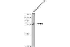 Western blot analysis of extracts of Mouse skeletal muscle, using PTP4 antibody (ABIN3015818, ABIN3015819, ABIN1682391 and ABIN6219168) at 1:1000 dilution. (PTP4A3 抗体  (AA 1-148))