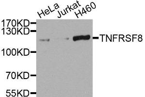 Western blot analysis of extracts of various cell lines, using TNFRSF8 antibody. (TNFRSF8 抗体)