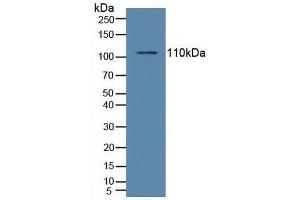 Western blot analysis of Human Raji Cells. (NFkB 抗体  (AA 805-892))