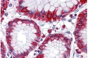 Anti-MBOAT4 antibody  ABIN1102980 IHC staining of human stomach. (MBOAT4 抗体  (Internal Region))