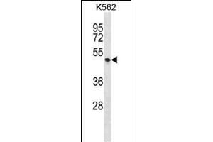 P2RX1 Antibody (C-term) (ABIN1537174 and ABIN2848490) western blot analysis in K562 cell line lysates (35 μg/lane). (P2RX1 抗体  (C-Term))