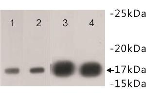 Western Blotting (WB) image for anti-Histone Cluster 1, H3f (HIST1H3F) (2meLys4) antibody (ABIN1854883) (HIST1H3F 抗体  (2meLys4))