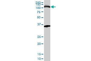 MCM3 monoclonal antibody (M01A), clone 4F7. (MCM3 抗体  (AA 699-808))