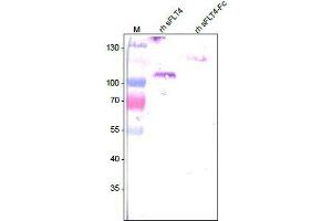 Western analysis of recombinant human soluble VEGFR3/FLT-4 using a Mouse anti-Human FLT-4 antibody .