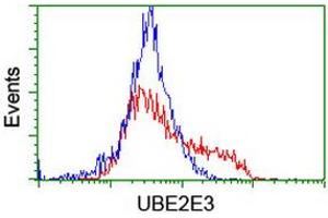 HEK293T cells transfected with either RC210328 overexpress plasmid (Red) or empty vector control plasmid (Blue) were immunostained by anti-UBE2E3 antibody (ABIN2455770), and then analyzed by flow cytometry. (UBE2E3 抗体)