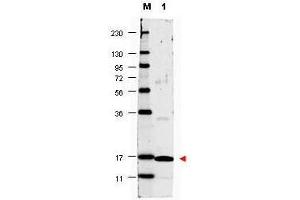 Western blot using  anti-Human IL17-A antibody shows detection of a band ~17 kDa in size corresponding to recombinant human IL17-A (lane 1).