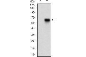 Western blot analysis using CAMK2G mAb against HEK293 (1) and CAMK2G (AA: 322-481)-hIgGFc transfected HEK293 (2) cell lysate. (CAMKII gamma 抗体  (AA 322-481))