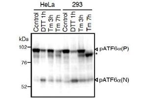 Western blot analysis of human cell extracts using ATF6 monoclonal antibody, clone 1-7 . (ATF6 抗体  (N-Term))