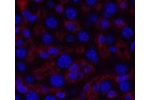 Immunofluorescence (IF) image for anti-Collagen, Type III, alpha 1 (COL3A1) antibody (ABIN7250170)