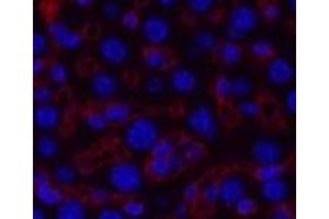 Immunofluorescence analysis of Mouse liver tissue using COL3A1 Monoclonal Antibody at dilution of 1:200. (COL3A1 抗体)