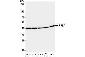 Western Blotting (WB) image for anti-Ribosomal Protein L7 (RPL7) (C-Term) antibody (ABIN7453643)