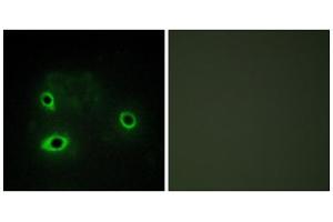 Immunofluorescence analysis of COS7 cells, using COX42 antibody. (COX4I2 抗体  (Internal Region))