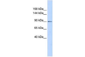 Western Blotting (WB) image for anti-PHD Finger Protein 16 (PHF16) antibody (ABIN2458082) (PHF16 抗体)