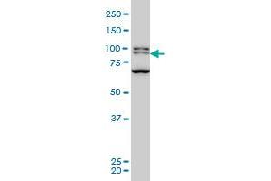 BRD3 monoclonal antibody (M03), clone 6C10 Western Blot analysis of BRD3 expression in Hela S3 NE . (BRD3 抗体  (AA 418-556))