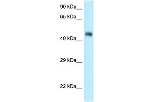 WB Suggested Anti-Fbxl3 Antibody Titration: 1.