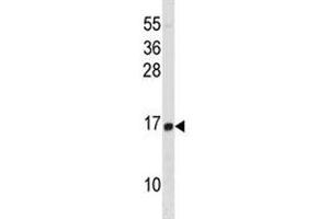 HIST1H2BD antibody western blot analysis in HL-60 lysate. (HIST1H2BD 抗体  (AA 1-30))