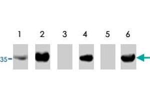 Western blot using TP53I3 polyclonal antibody  on RKO cells transfected with TP53I3 without insert (lane 1), transfected with pCEP4-TP53I3 (lane 2), under control conditions (lane3) and treated with adriamycin to activate wild-type p53 (lane 4). (TP53I3 抗体)