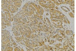 ABIN6279328 at 1/100 staining Human pancreas tissue by IHC-P. (CNTNAP3 抗体  (Internal Region))