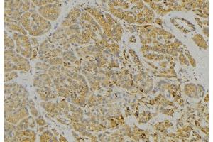 ABIN6279328 at 1/100 staining Human pancreas tissue by IHC-P. (CNTNAP3 抗体  (Internal Region))