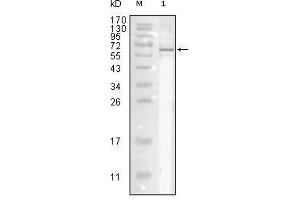 Western blot analysis using Influenza A virus Nucleoproteinmouse mAb against full-length recombinant Influenza A virus Nucleoprotein. (Influenza Nucleoprotein 抗体 (Influenza A Virus H2N2))