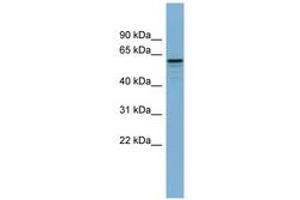 Image no. 1 for anti-Dynactin 4 (DCTN4) (AA 71-120) antibody (ABIN6741902) (Dynactin 4 抗体  (AA 71-120))