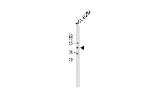 All lanes : Anti-EDG6 Antibody (N-term) at 1:500 dilution Lane 1: NCL- whole cell lysate Lysates/proteins at 20 μg per lane. (S1PR4 抗体  (N-Term))