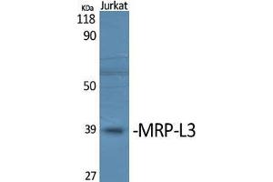 Western Blot (WB) analysis of specific cells using MRP-L3 Polyclonal Antibody. (MRPL38 抗体  (Internal Region))