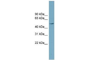 WB Suggested Anti-LANCL2 Antibody Titration: 0. (LANCL2 抗体  (Middle Region))