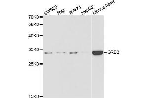 Western blot analysis of extracts of various cell lines, using GRB2 antibody (ABIN5973326) at 1/1000 dilution. (GRB2 抗体)