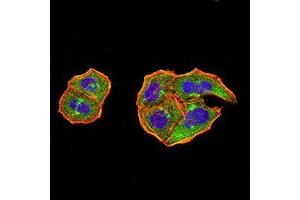 Immunocytochemistry (ICC) image for anti-Protein tyrosine Phosphatase, Non-Receptor Type 14 (PTPN14) (AA 896-1169) antibody (ABIN5542696)