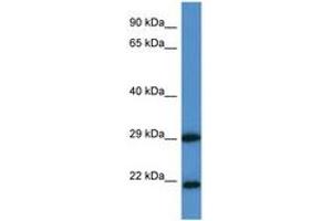 Image no. 1 for anti-Chloride Intracellular Channel 3 (CLIC3) (AA 41-90) antibody (ABIN6747560) (CLIC3 抗体  (AA 41-90))