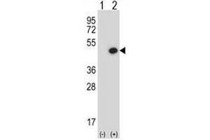 Western Blotting (WB) image for anti-Bone Morphogenetic Protein 7 (BMP7) (AA 280-309) antibody (ABIN3030180)
