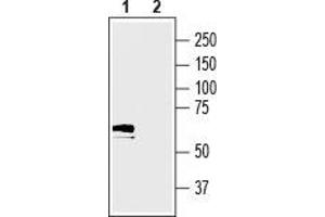 Western blot analysis of mouse colon lysate:1.