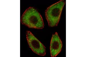 Fluorescent image of A549 cell stained with TCF25 Antibody (N-term) (ABIN1539142 and ABIN2848917). (TCF25 抗体  (N-Term))