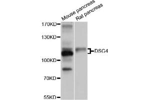 Western blot analysis of extracts of mouse pancreas and rat pancreas cell lines, using DSG4 antibody. (Desmoglein 4 抗体)
