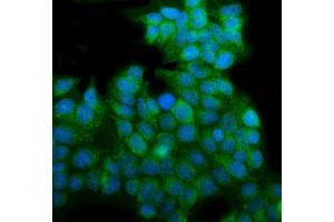 IF analysis of EHD3 using anti-EHD3 antibody (ABIN7602777). (EHD3 抗体  (C-Term))
