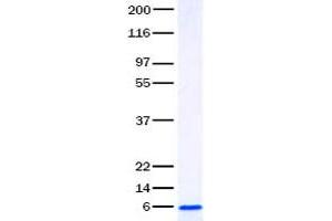 Validation with Western Blot (CXCL2 蛋白)