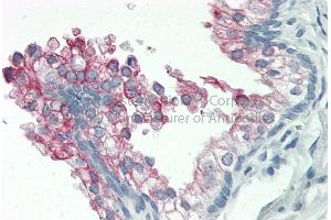 Immunohistochemistry (IHC) image for anti-Nucleotide Exchange Factor SIL1 (SIL1) (C-Term) antibody (ABIN2782037)