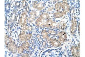 Image no. 1 for anti-Uroporphyrinogen Decarboxylase (UROD) (AA 101-150) antibody (ABIN203398) (UROD 抗体  (AA 101-150))