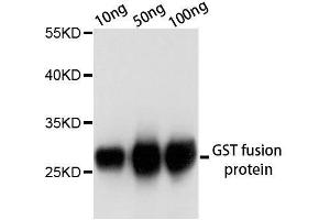 Western blot analysis of over-expressed GST fusion protein using GST-tag antibody. (GST 抗体)