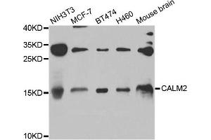Western blot analysis of extracts of various cell lines, using CALM2 antibody. (Calmodulin 2 抗体)