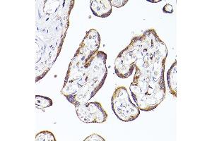 Immunohistochemistry (IHC) image for anti-Prosaposin (PSAP) (AA 60-310) antibody (ABIN3022606)