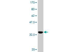 Western Blot detection against Immunogen (35. (HNF1B 抗体  (AA 29-118))