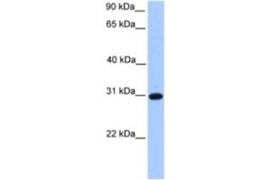 Western Blotting (WB) image for anti-Electron-Transfer-Flavoprotein, beta Polypeptide (ETFB) antibody (ABIN2463630) (ETFB 抗体)