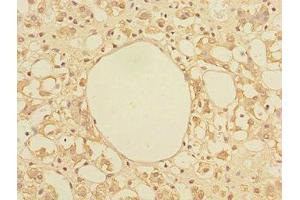 Immunohistochemistry of paraffin-embedded human adrenal gland tissue using ABIN7172318 at dilution of 1:100 (TRIAP1 抗体  (AA 1-76))
