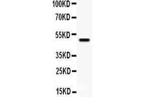 Anti- YBX1 antibody, Western blotting All lanes: Anti YBX1  at 0. (YBX1 抗体  (Middle Region))